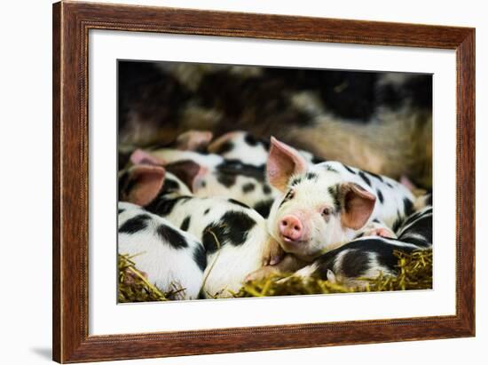 Piglets in Gloucestershire, England, United Kingdom, Europe-John Alexander-Framed Photographic Print