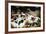 Piglets in Gloucestershire, England, United Kingdom, Europe-John Alexander-Framed Photographic Print