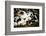 Piglets in Gloucestershire, England-John Alexander-Framed Photographic Print