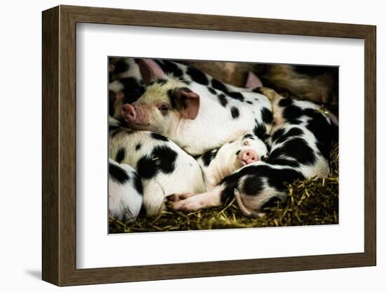 Piglets in Gloucestershire, England-John Alexander-Framed Photographic Print
