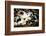 Piglets in Gloucestershire, England-John Alexander-Framed Photographic Print