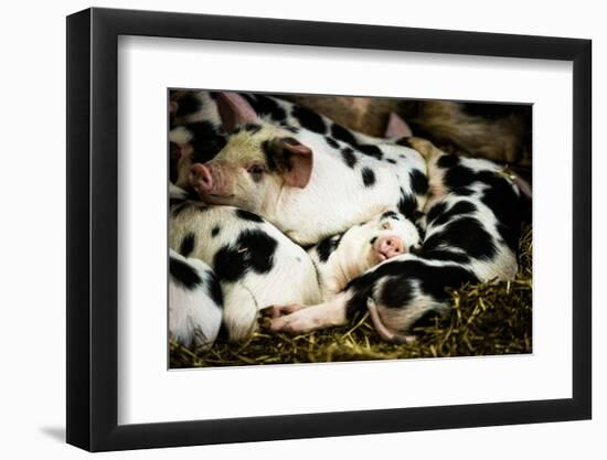 Piglets in Gloucestershire, England-John Alexander-Framed Photographic Print