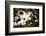 Piglets in Gloucestershire, England-John Alexander-Framed Photographic Print