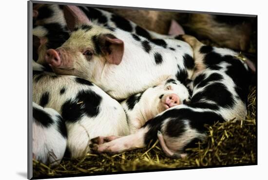 Piglets in Gloucestershire, England-John Alexander-Mounted Photographic Print