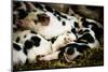 Piglets in Gloucestershire, England-John Alexander-Mounted Photographic Print