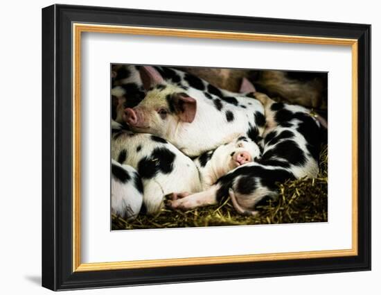 Piglets in Gloucestershire, England-John Alexander-Framed Photographic Print