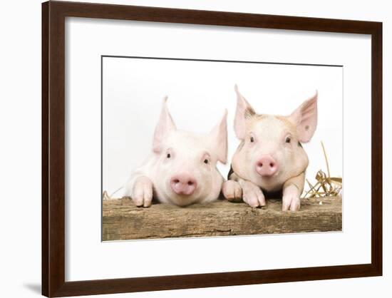 Piglets Looking over Fence-null-Framed Photographic Print