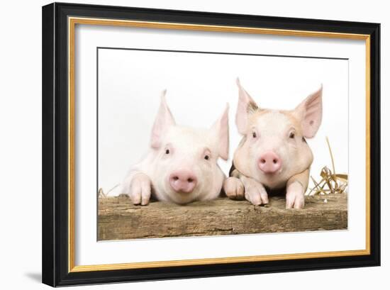 Piglets Looking over Fence-null-Framed Photographic Print