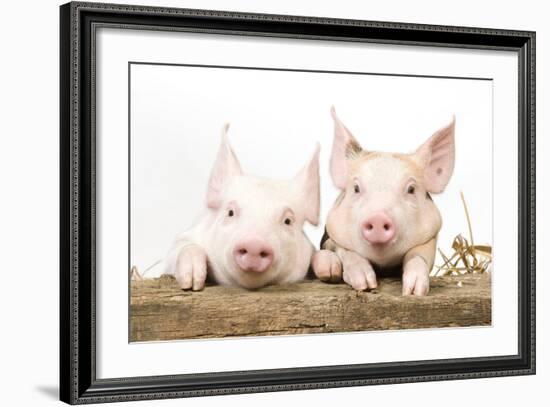 Piglets Looking over Fence-null-Framed Photographic Print