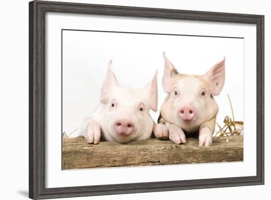 Piglets Looking over Fence-null-Framed Photographic Print