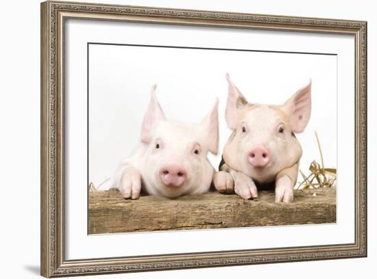 Piglets Looking over Fence-null-Framed Photographic Print