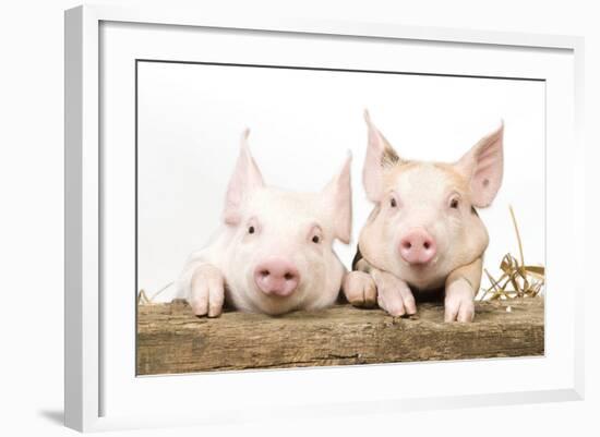 Piglets Looking over Fence-null-Framed Photographic Print