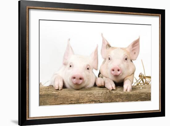 Piglets Looking over Fence-null-Framed Photographic Print