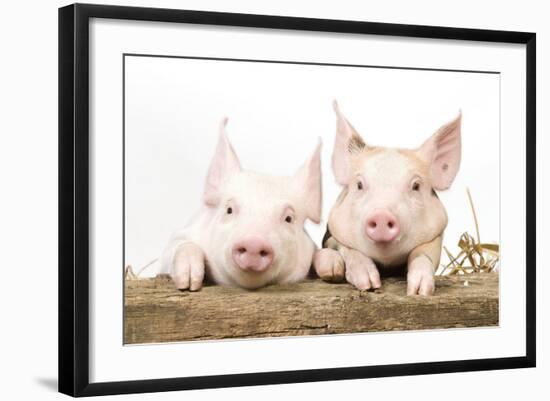 Piglets Looking over Fence-null-Framed Photographic Print