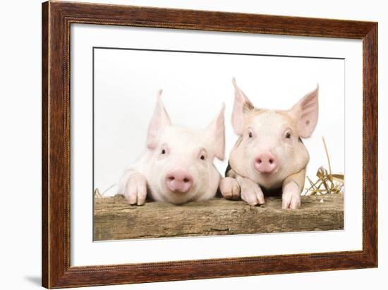 Piglets Looking over Fence-null-Framed Photographic Print