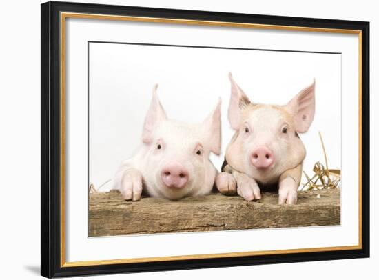 Piglets Looking over Fence-null-Framed Photographic Print