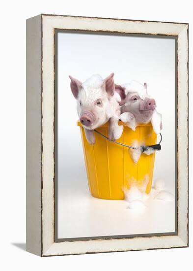 Piglets Sitting in a Bucket Covered in Soap Suds-null-Framed Premier Image Canvas