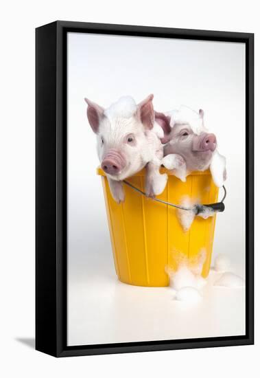 Piglets Sitting in a Bucket Covered in Soap Suds-null-Framed Premier Image Canvas