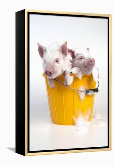 Piglets Sitting in a Bucket Covered in Soap Suds-null-Framed Premier Image Canvas