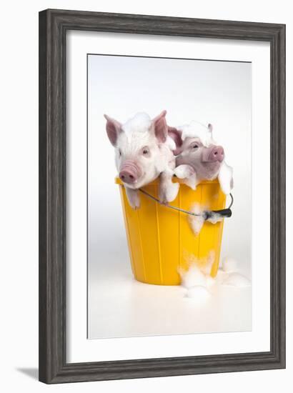 Piglets Sitting in a Bucket Covered in Soap Suds-null-Framed Photographic Print