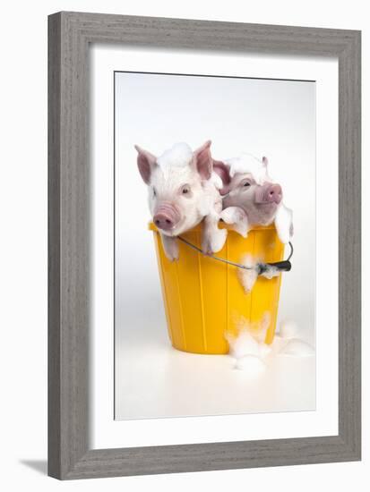 Piglets Sitting in a Bucket Covered in Soap Suds-null-Framed Photographic Print