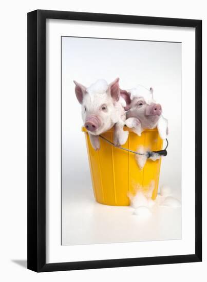 Piglets Sitting in a Bucket Covered in Soap Suds-null-Framed Photographic Print