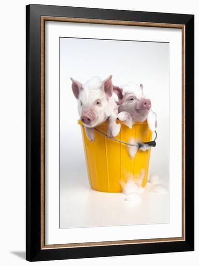 Piglets Sitting in a Bucket Covered in Soap Suds-null-Framed Photographic Print