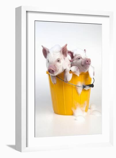 Piglets Sitting in a Bucket Covered in Soap Suds-null-Framed Photographic Print