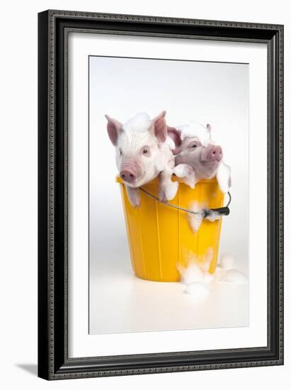 Piglets Sitting in a Bucket Covered in Soap Suds-null-Framed Photographic Print