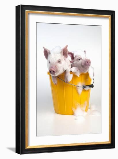 Piglets Sitting in a Bucket Covered in Soap Suds-null-Framed Photographic Print