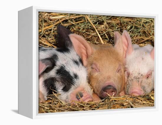 Piglets Sleeping, USA-Lynn M. Stone-Framed Premier Image Canvas