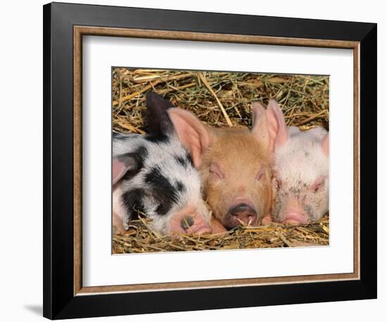 Piglets Sleeping, USA-Lynn M. Stone-Framed Premium Photographic Print