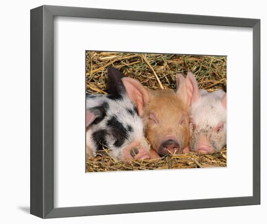 Piglets Sleeping, USA-Lynn M. Stone-Framed Premium Photographic Print