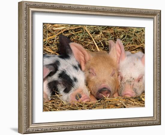 Piglets Sleeping, USA-Lynn M. Stone-Framed Photographic Print