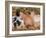 Piglets Sleeping, USA-Lynn M. Stone-Framed Photographic Print