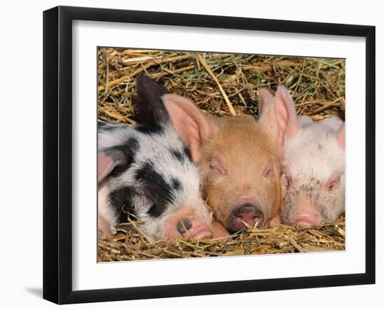 Piglets Sleeping, USA-Lynn M. Stone-Framed Photographic Print