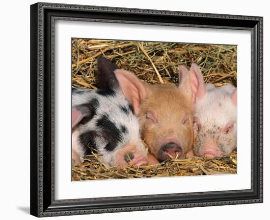 Piglets Sleeping, USA-Lynn M. Stone-Framed Photographic Print