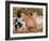 Piglets Sleeping, USA-Lynn M. Stone-Framed Photographic Print