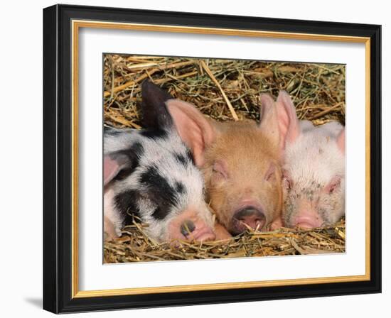 Piglets Sleeping, USA-Lynn M. Stone-Framed Photographic Print