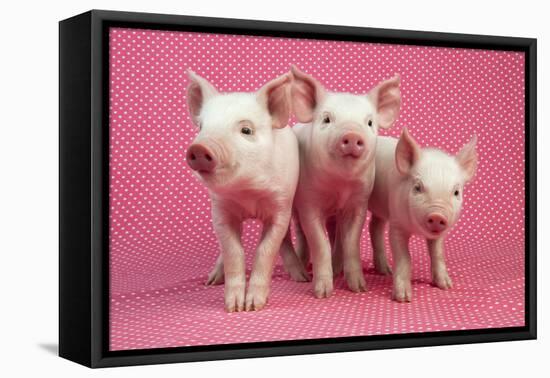 Piglets Standing in a Row on Pink Spotty Blanket-null-Framed Premier Image Canvas