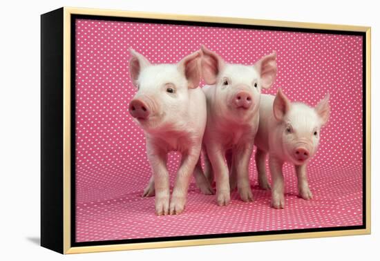 Piglets Standing in a Row on Pink Spotty Blanket-null-Framed Premier Image Canvas