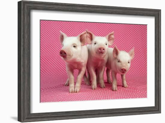 Piglets Standing in a Row on Pink Spotty Blanket-null-Framed Photographic Print