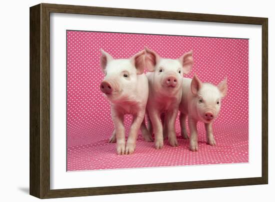 Piglets Standing in a Row on Pink Spotty Blanket-null-Framed Photographic Print