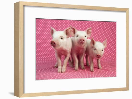 Piglets Standing in a Row on Pink Spotty Blanket-null-Framed Photographic Print