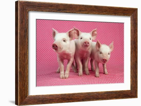 Piglets Standing in a Row on Pink Spotty Blanket-null-Framed Photographic Print