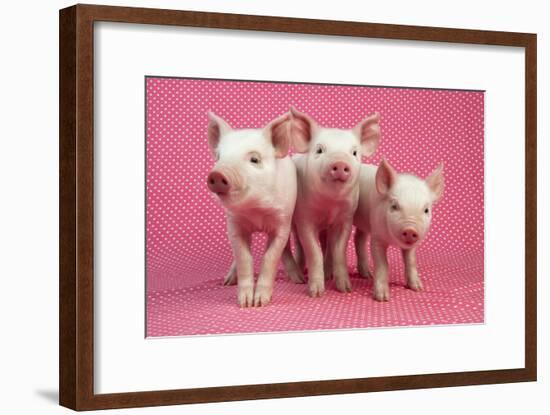 Piglets Standing in a Row on Pink Spotty Blanket-null-Framed Photographic Print