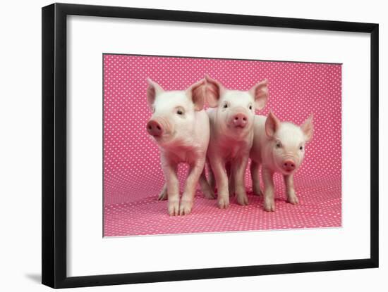 Piglets Standing in a Row on Pink Spotty Blanket-null-Framed Photographic Print