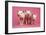 Piglets Standing in a Row on Pink Spotty Blanket-null-Framed Photographic Print