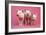 Piglets Standing in a Row on Pink Spotty Blanket-null-Framed Photographic Print