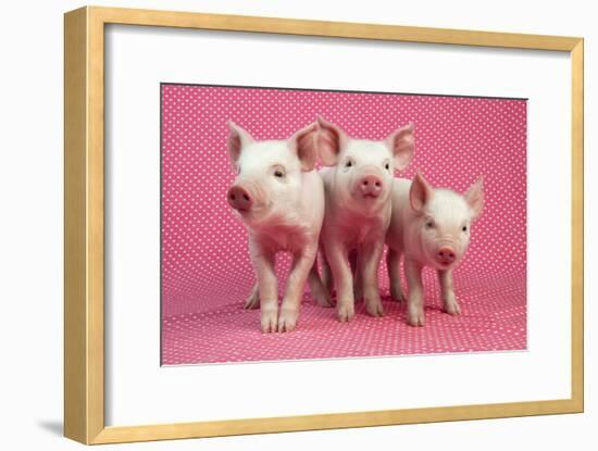 Piglets Standing in a Row on Pink Spotty Blanket-null-Framed Photographic Print